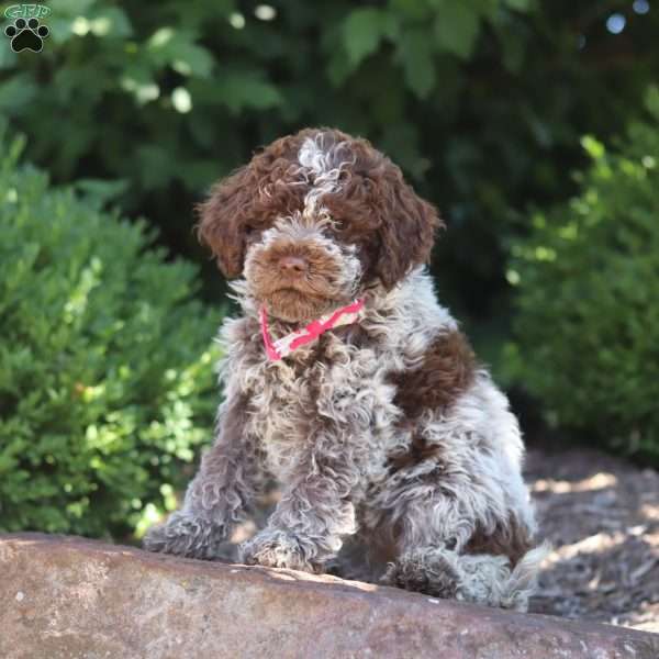 Miley, Lagotto Romagnolo Puppy